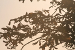 Evening tree _71