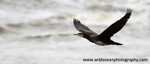 SBC010: Cormorant in flight