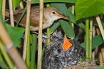 Reed Warbler (Acrocephalus scirpaceus) feeding Cuckoo chick (Cuculus c