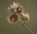 Burdock