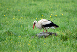 White Stork