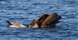  Pelicans _0028