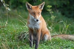 Red Fox