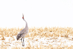 Sandhill Crane vocalizing