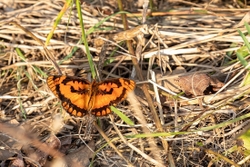 Butterfly Spotted Joker
