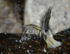 Golden-crowned Kinglet