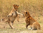 IMG_2162 Maasai Mara