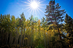 Aspens and sun