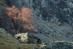 Abandoned bothy