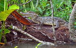 Juvenile Caiman, Costa Rica
