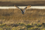 SHORT EARED OWL / REF SEO 18