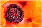 Poppy