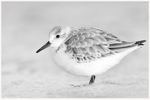 Sanderling Portrait