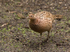 Pheasant