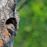 Waiting for Mom Colaptes auratus auratus