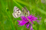 Marbled white butterfly Melanargia galathea-9800
