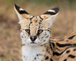 Serval close-up