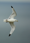 Kittiwake