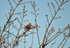 Woodlark