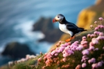 pr137 Puffin in the Thrift Anglese Wales inspired