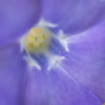 Crocus