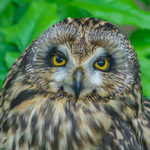 short eared owl Asio flammeus-8533