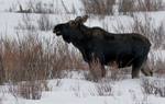 Moose, Lamar Valley