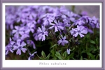 Phlox subulata