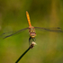 Common Darter