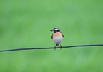 Whinchat