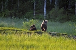 Brown Bear cubs