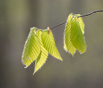 SPRING BEECH LEAVES - RONDEAU PROVINCIAL PARK
