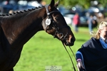 424-TRENAVEY.SEOIDE-Rebecca.Brown-TrotUp+SJ portfolio