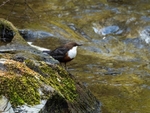 Dipper