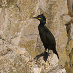 Shag on a cliff ledge at Durlston