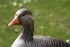 Greylag Goose