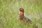 Red Grouse