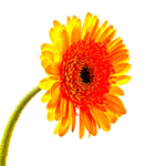 Gerbera