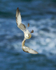 Fulmar banking steeply along the cliffs at Durlston