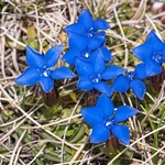 Spring gentian (Gentiana verna) 