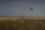 SHORT EARED OWL, DEE ESTUARY