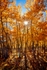 Aspen Sun Star
