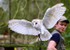 Barn Owl (© Andy Millikin)