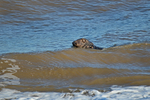 Atlantic Grey Seal