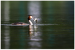 Great Crested Grebe with Jack Pike