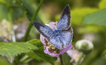 Holly Blue