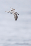 Masatierra Petrel showing upper wings, Pacific Ocean, Chile