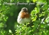 TQ136  Robin xmas card