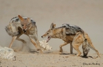 Duelling Jackal 1