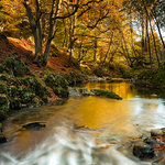 Autumn Gold